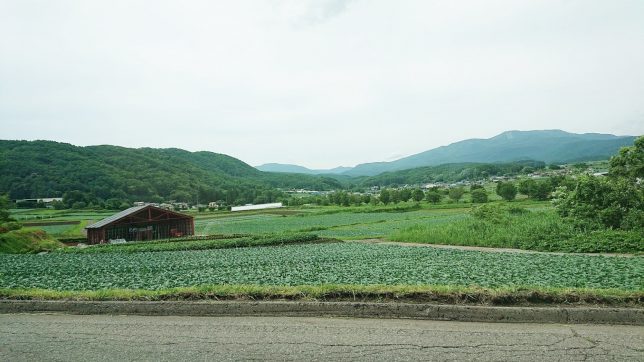 嬬恋村はキャベツ畑がいっぱい